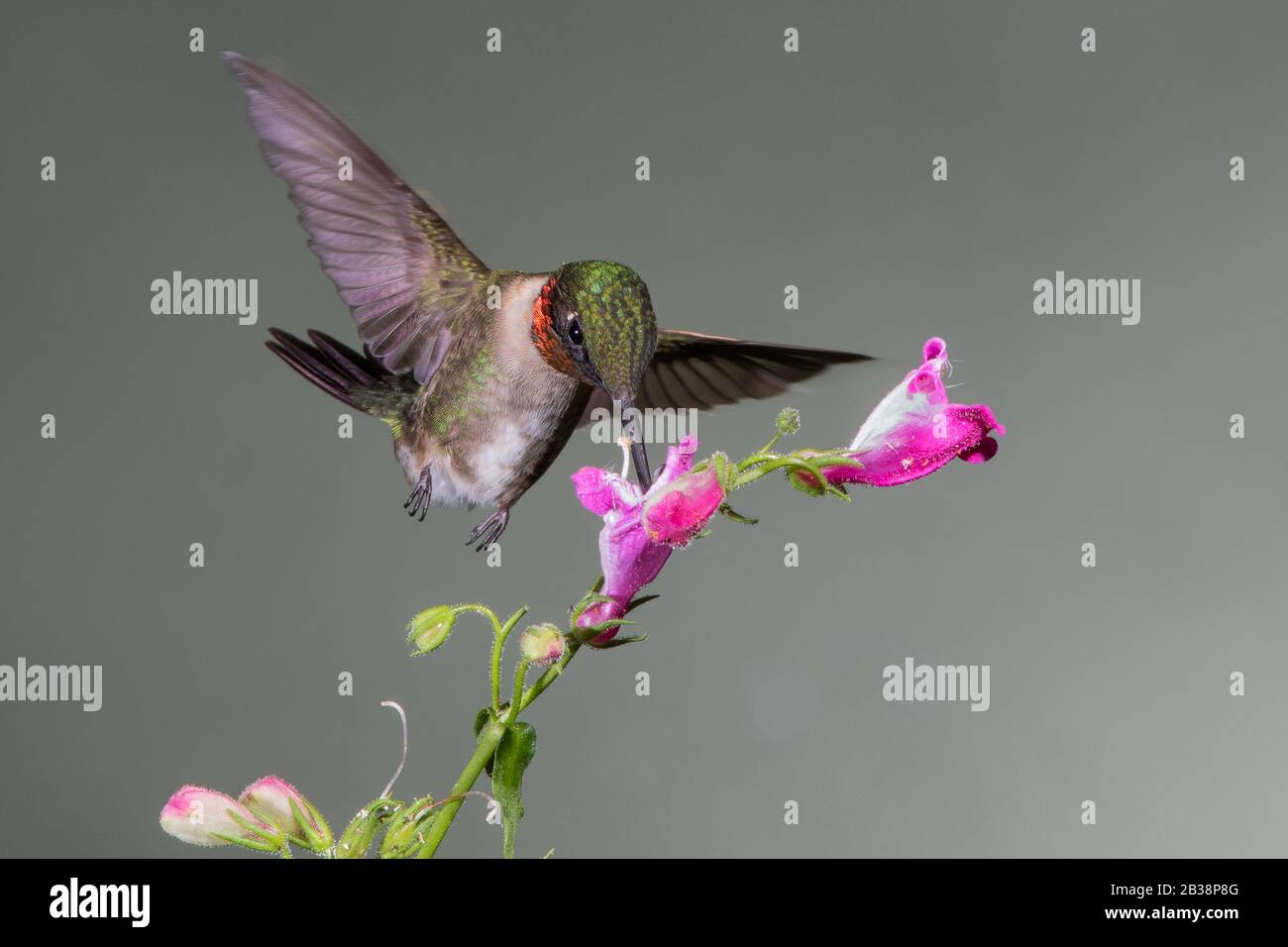 Un Néctar de recolección de colibrí de garganta rubí Foto de stock