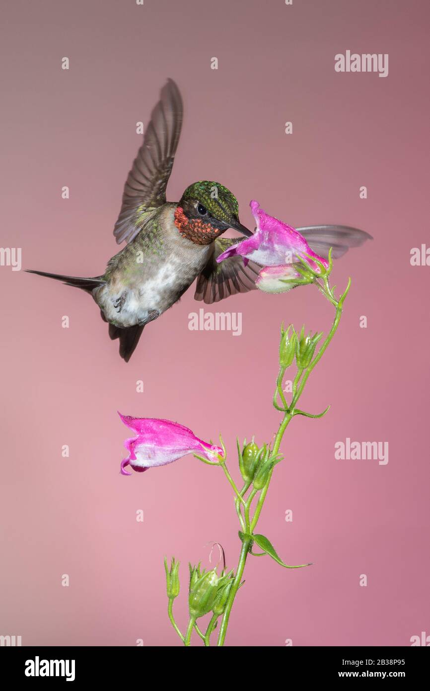 Un Néctar de recolección de colibrí de garganta rubí Foto de stock