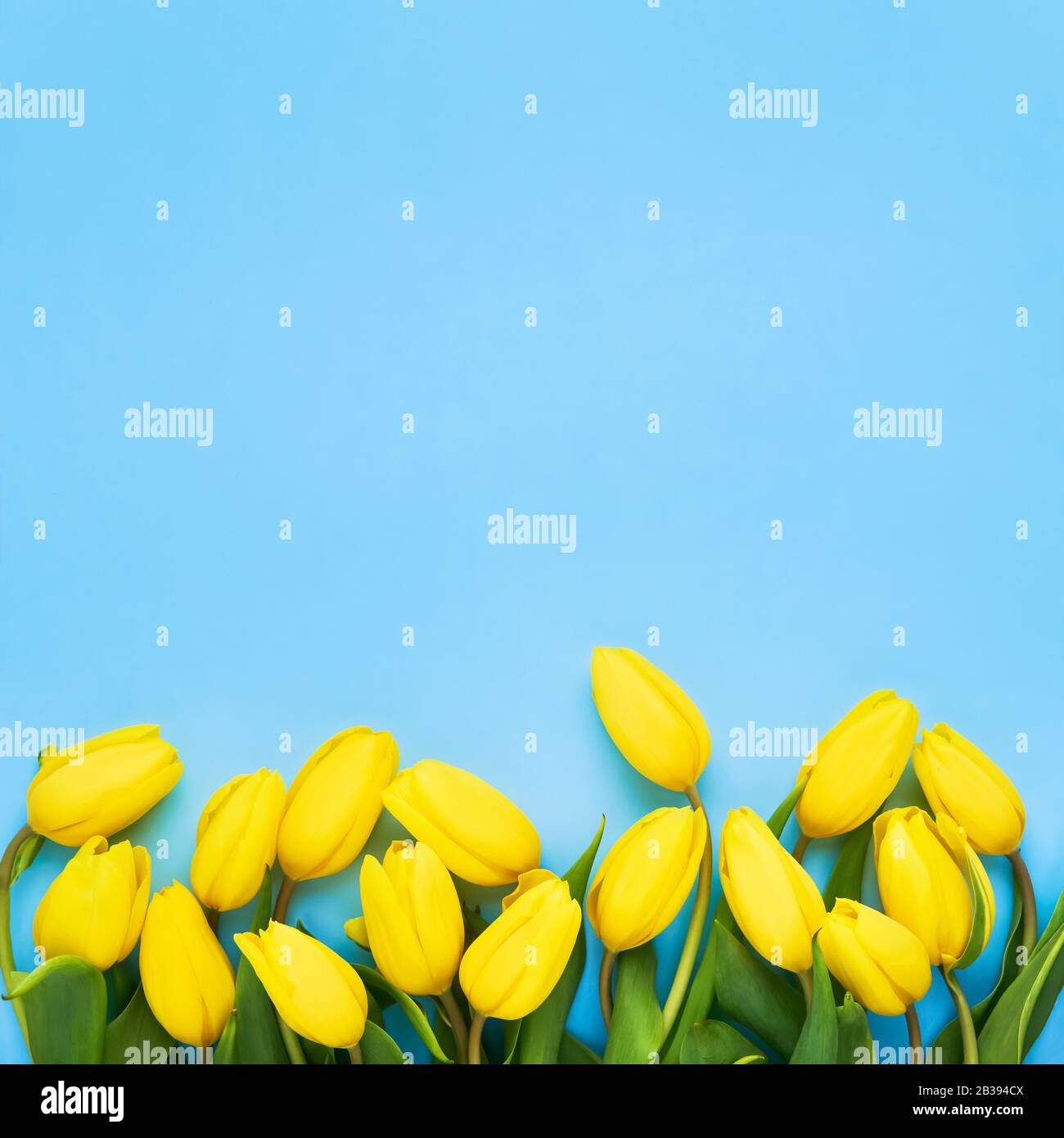 Tulipanes amarillos sobre fondo azul. Plano, vista superior, espacio de copia. San Valentín fondo. Cuadrado Foto de stock