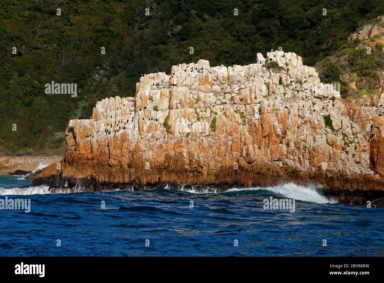 Paisaje marino con gran roca costera y una colonia de aves cormoranes, Sudáfrica Foto de stock