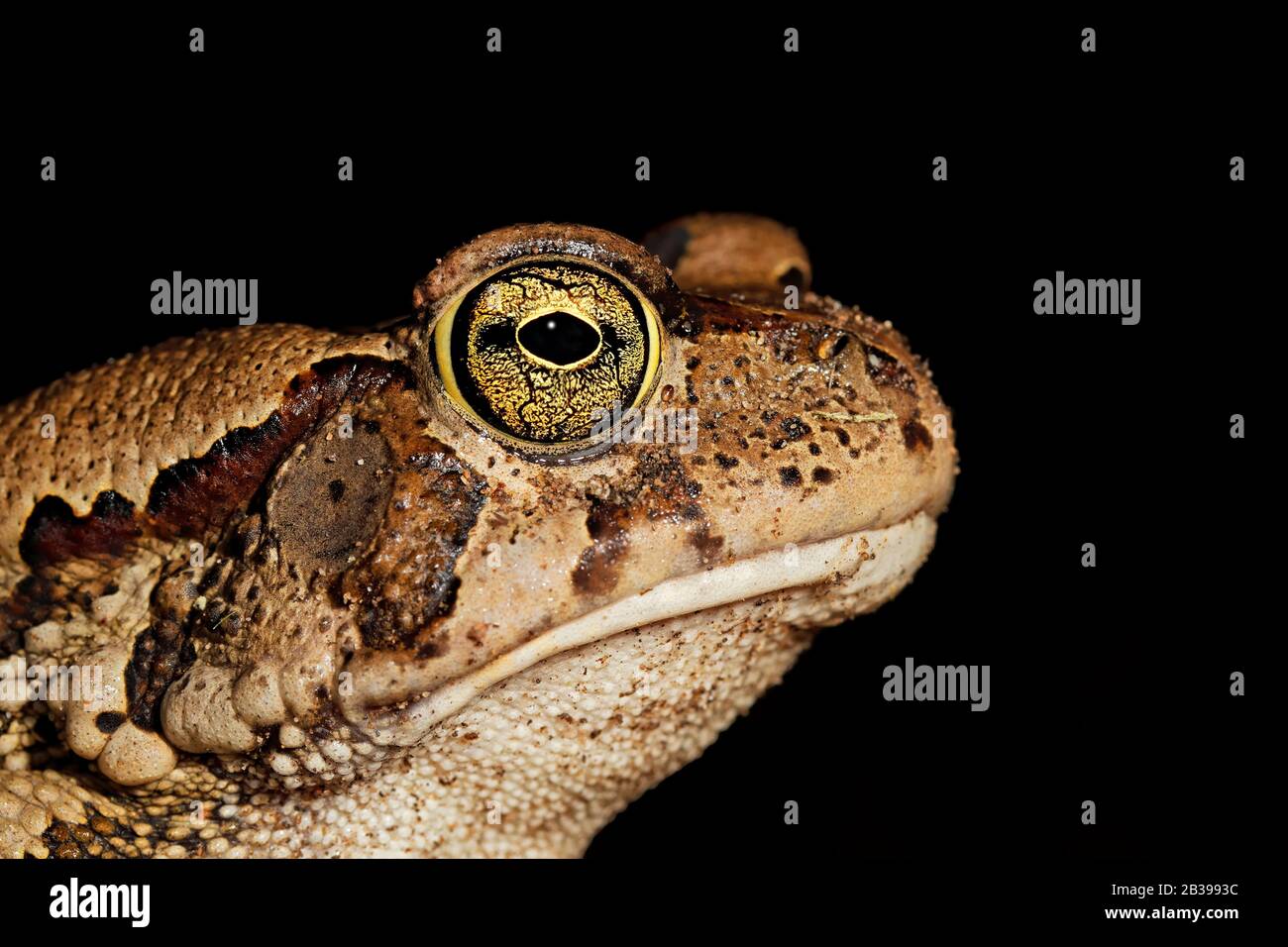 Retrato de un sapo gutural (Amietophrynus gutturalis) aislado en negro, Sudáfrica Foto de stock