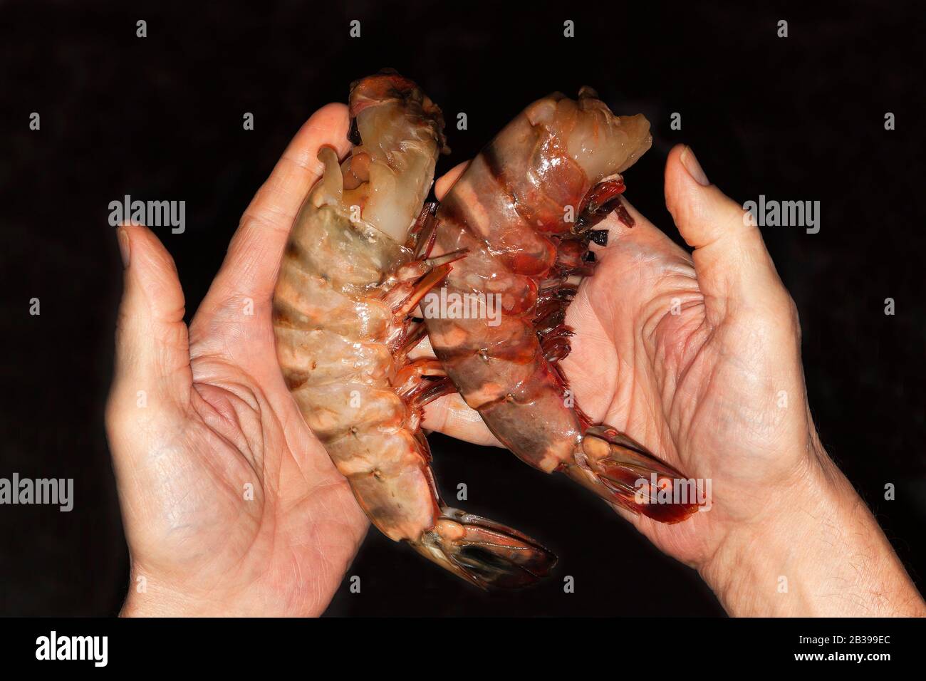 Gambas gigantes de tigre, crudas, gambas de rey (Penaeus monodon