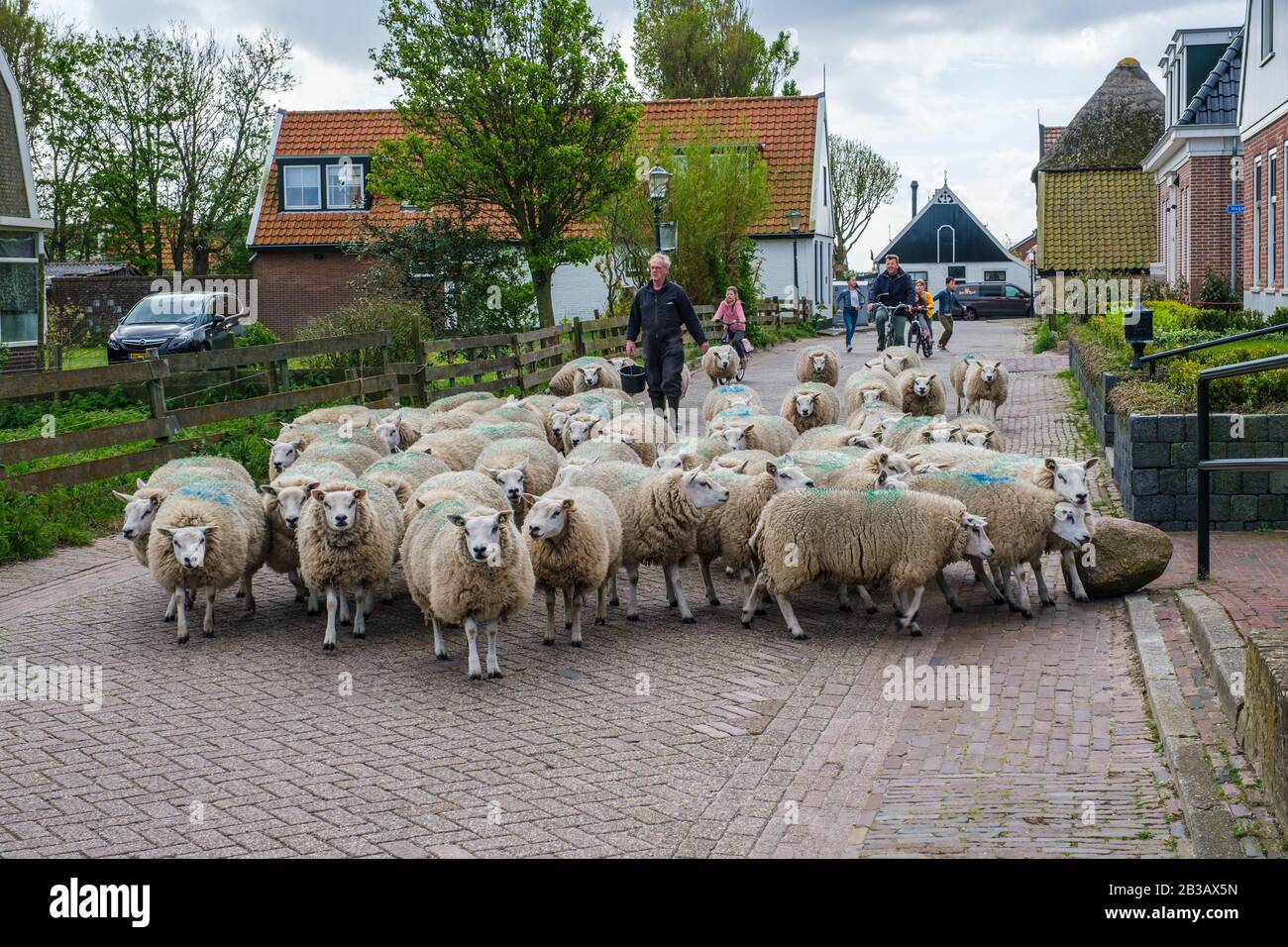 Granjero con una manada de ovejas caminando al otro lado de una calle Foto de stock