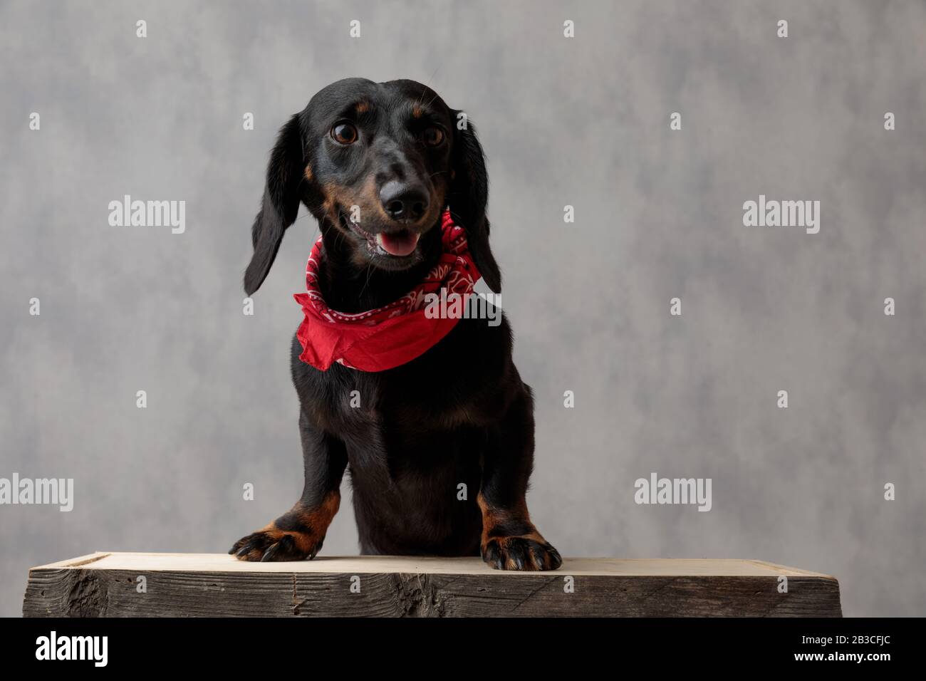 encantador perro cachorro de teckel con piel negra y bandana roja sentado  con boca abierta y mirando hacia fuera, pensativo contra el fondo gris del  estudio Fotografía de stock - Alamy