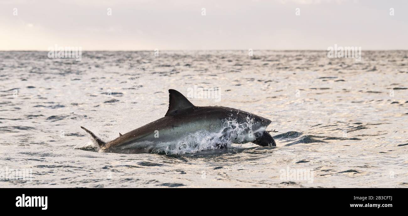 sobras Fundación Matemático Ataques de tiburones fotografías e imágenes de alta resolución - Página 3 -  Alamy