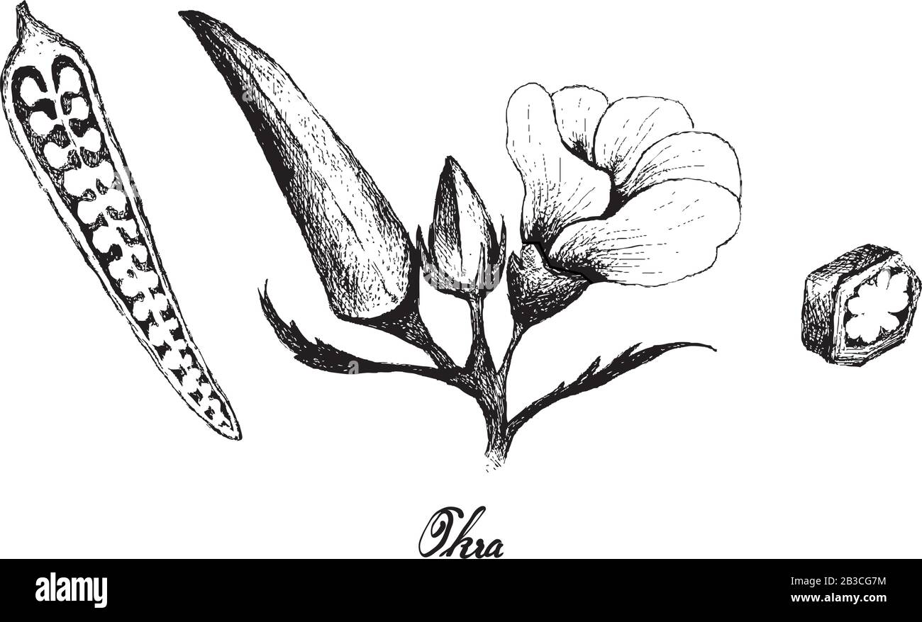 Vegetal, Ilustración Del Boceto Dibujado A Mano Okra O Lady Finger