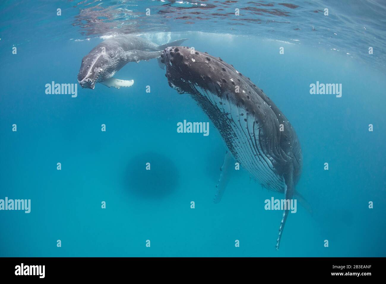 Madre y becerro de ballena jorobada, Megaptera novaeangliae, cerca de la isla de Nombruka, grupo ha'apai, Reino de Tonga, Pacífico Sur Foto de stock