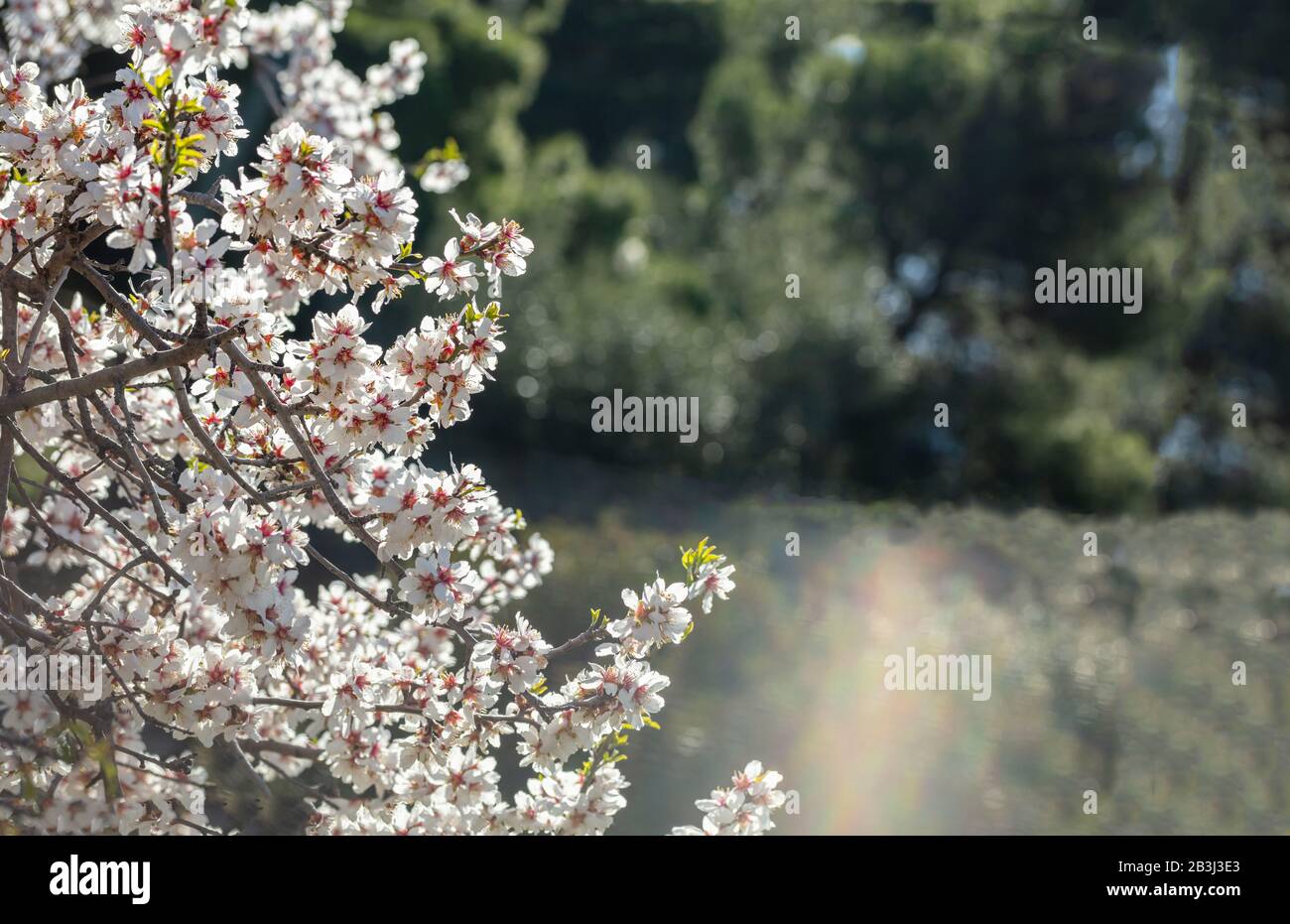 Primavera de almendros floreciendo. Rama de almendros con flores blancas rosadas contra fondo verde borroso de la naturaleza, espacio de copia Foto de stock