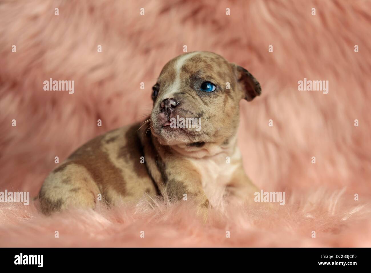 vista lateral de un perro de pie con la cabeza torcida y con una mirada  simpática en su cara en un ambiente esponjoso Fotografía de stock - Alamy