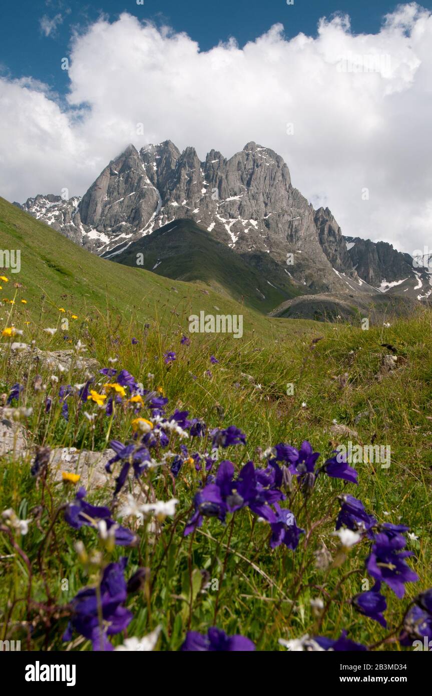 Este es un verano en las altas montañas. Grupo de montañas de Chaukhi - las  montañas del Cáucaso, Georgia está en el fondo, las flores brillantes  violeta están en el fo Fotografía