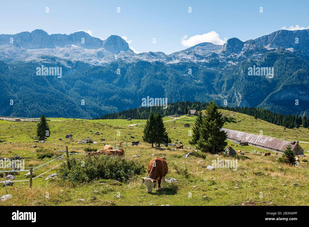 Vacas pastando pasto en los pastos de la Meseta Montasio. El macizo de Kanin en el fondo. Foto de stock