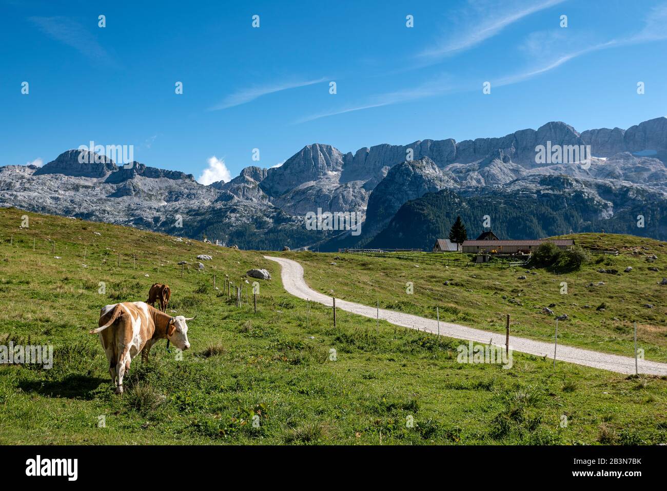 Algunas vacas y una cabaña alpina, para la producción de queso, en la meseta de Montasio. El macizo de Kanin es visible en el fondo. Foto de stock