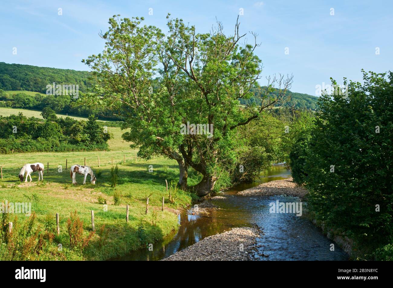East Devon campo cerca de Sidford en verano, con caballos y el río Sid, en el West Country de Inglaterra Foto de stock