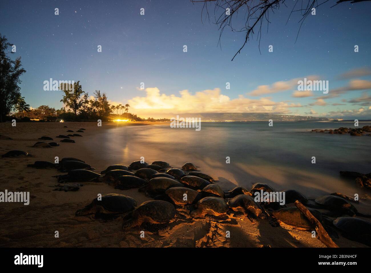 Tortugas Verdes (Chelonia Mydas) En Baldwin Beach, Isla Maui, Hawai, Estados Unidos De América, América Del Norte Foto de stock