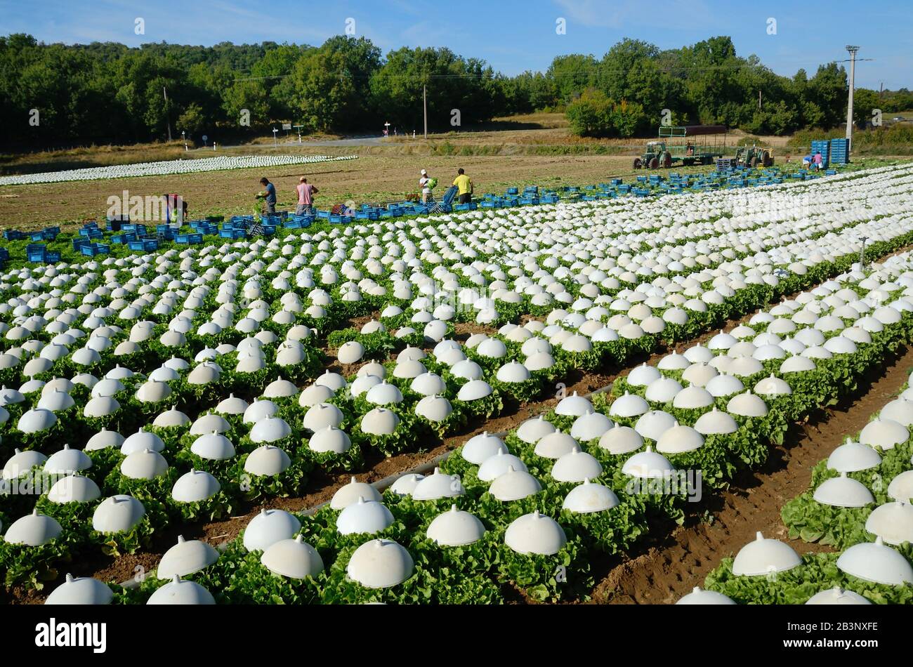 Hileras de lechugas que crecen bajo cloches plásticos en el campo de la agricultura intensiva, el mercado de jardinería o Horticultura Provenza Francia Foto de stock