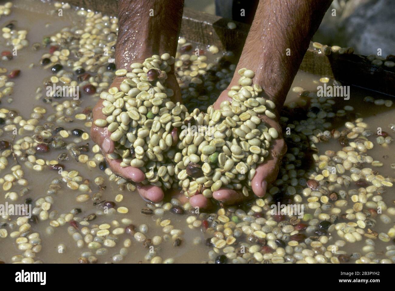 San Pedro Sula, Honduras, alrededor de 1990: Trabajador clasificando granos de café en la plantación de café. ©Bob Daemmrich Foto de stock