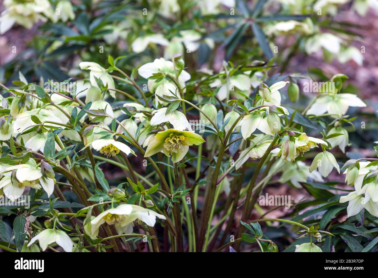 Blanco Lenten rosa Helleboro orientalis 'Frühlingssonne' en un jardín, Hellebore hellebore Foto de stock