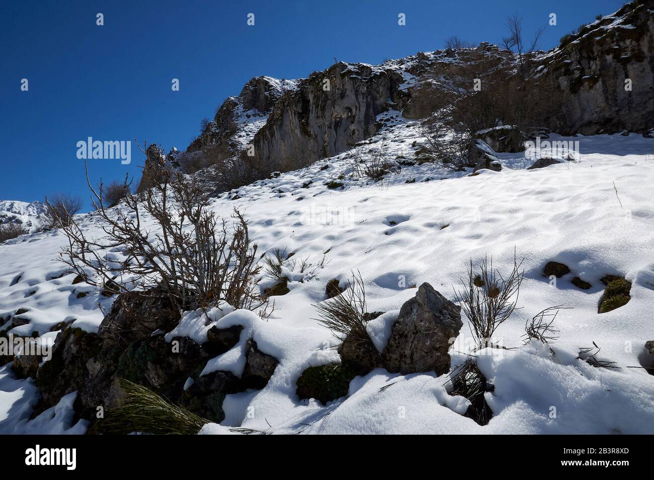 Paisaje nevado invernal con flora cubierta de nieve virgen en un día soleado en PR.AS-15 caminata (Valle del Lago, Parque Natural de Somiedo, Asturias, España) Foto de stock