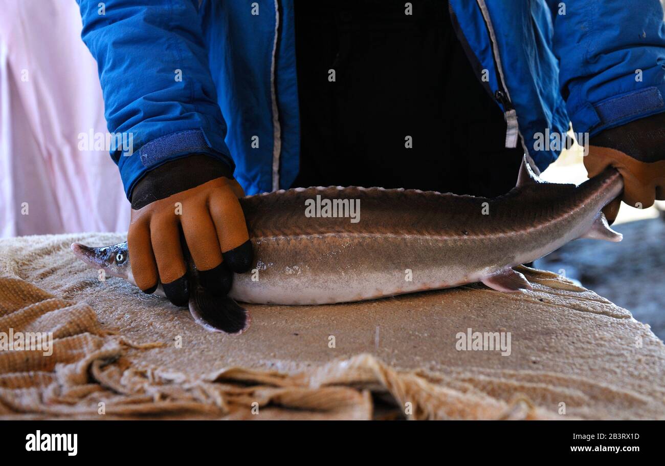 En una pesquería: Las manos de los trabajadores sostienen al esturión adulto que crece en un estanque de incubación Foto de stock