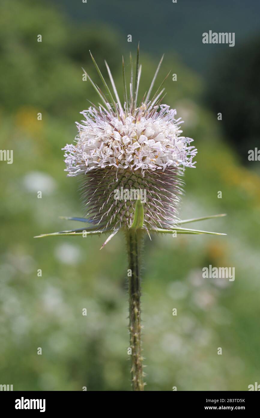 Dipsacus laciniatus - planta silvestre inyectada en verano. Foto de stock
