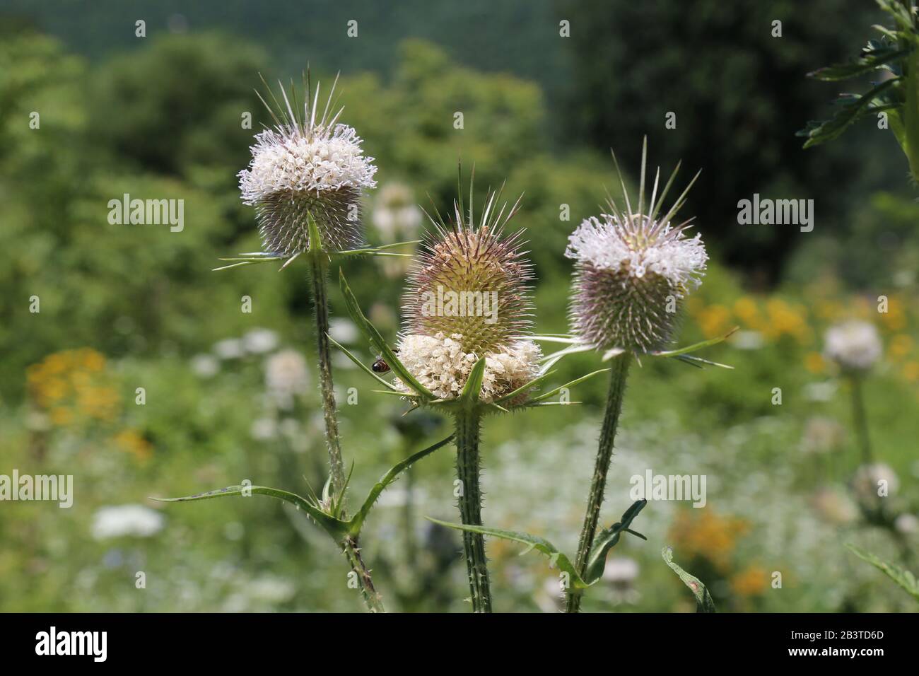 Dipsacus laciniatus - planta silvestre inyectada en verano. Foto de stock
