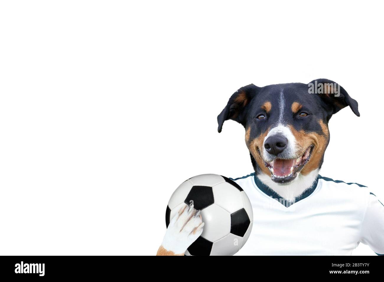 Perro de fútbol con balón, fondo blanco Fotografía de stock - Alamy