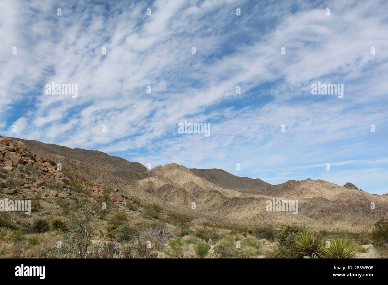 Los inviernos terminan en Springs comenzando transforman el Desierto de