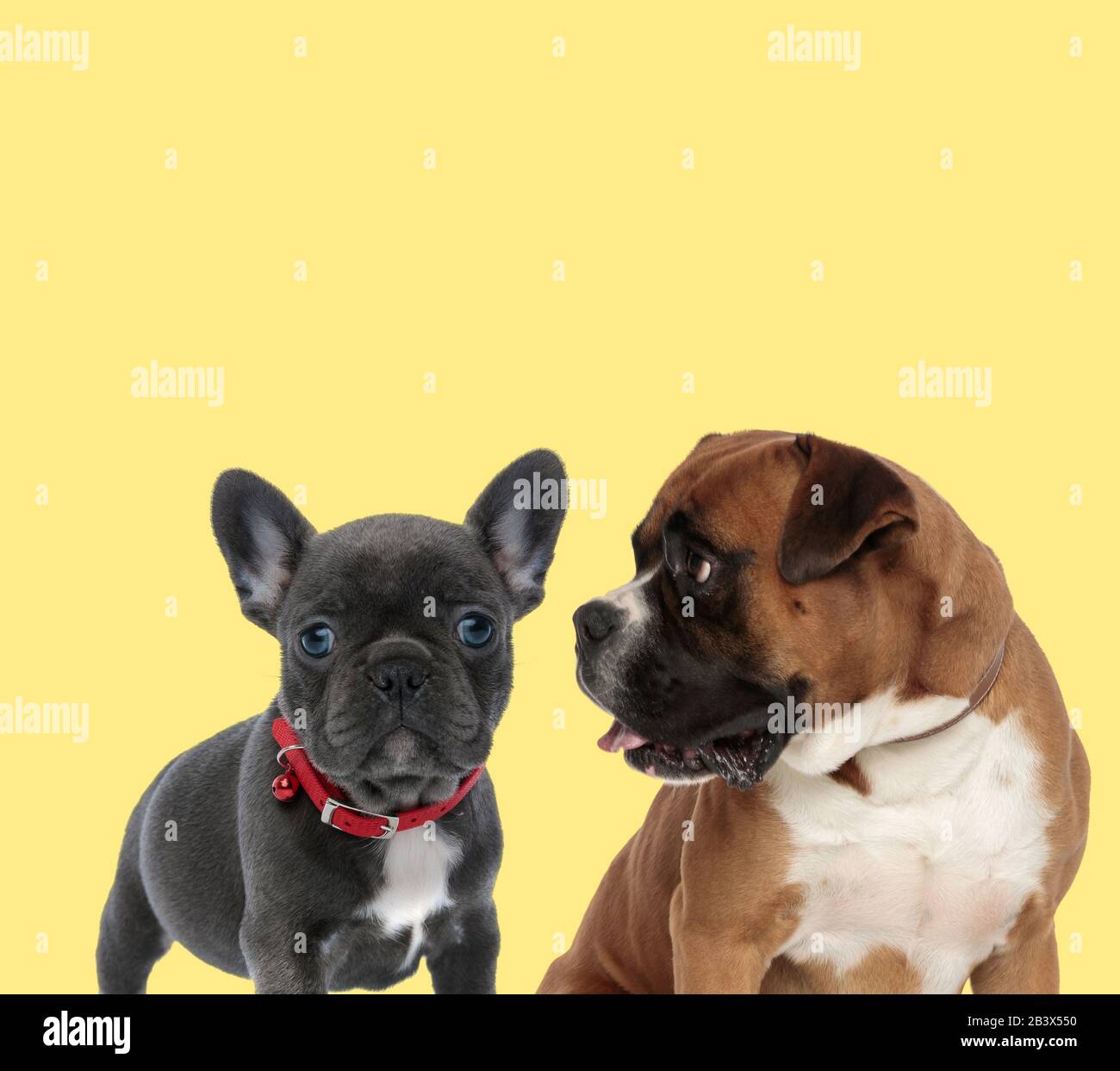 Lindo Bebe Frances Bulldog De Pie Junto A Un Perro Boxer Mirando A Un Lado Feliz Sobre Fondo Amarillo Fotografia De Stock Alamy