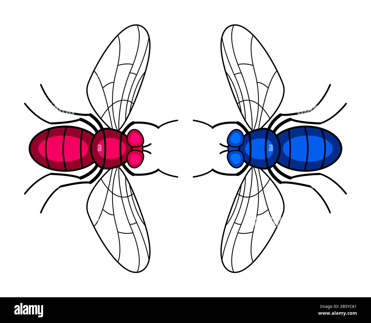 Ilustración de los dos insectos voladores Ilustración del Vector