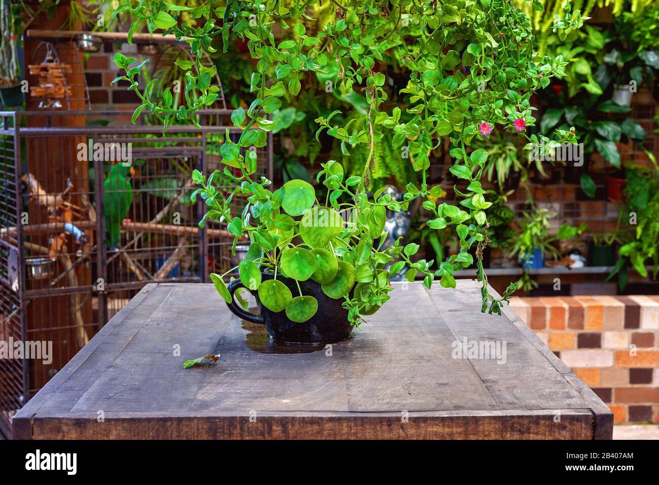 Saludable enredaderas verdes colgantes y una planta de maceta en una antigua mesa de madera frente a una de aves, un ambiente informal para comer en un café restaurante al aire