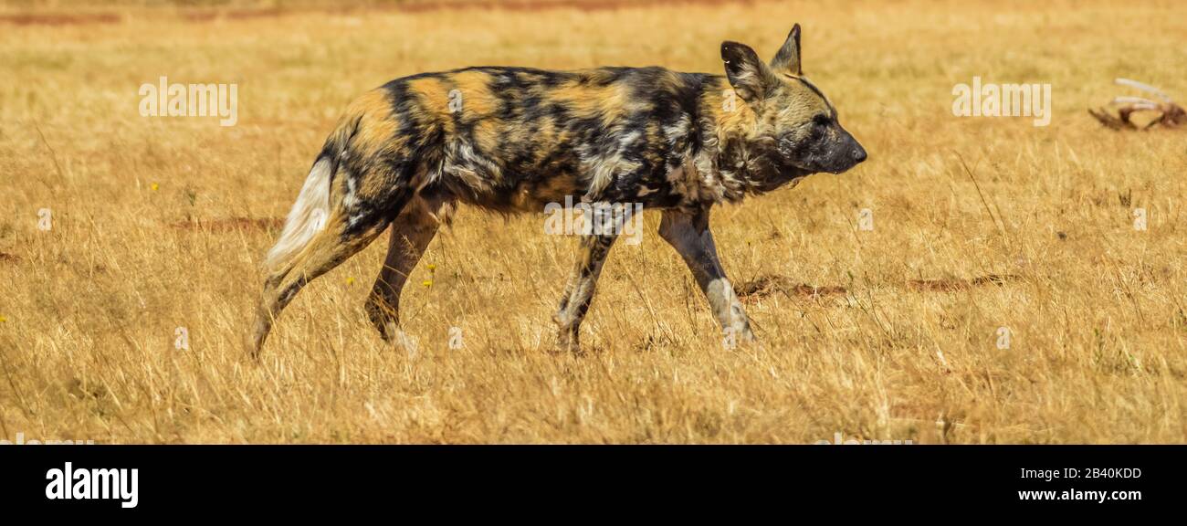 El perro salvaje africano (Lycaon pictus), también conocido como caza africana o perro pintado africano o lobo pintado en una reserva natural Foto de stock