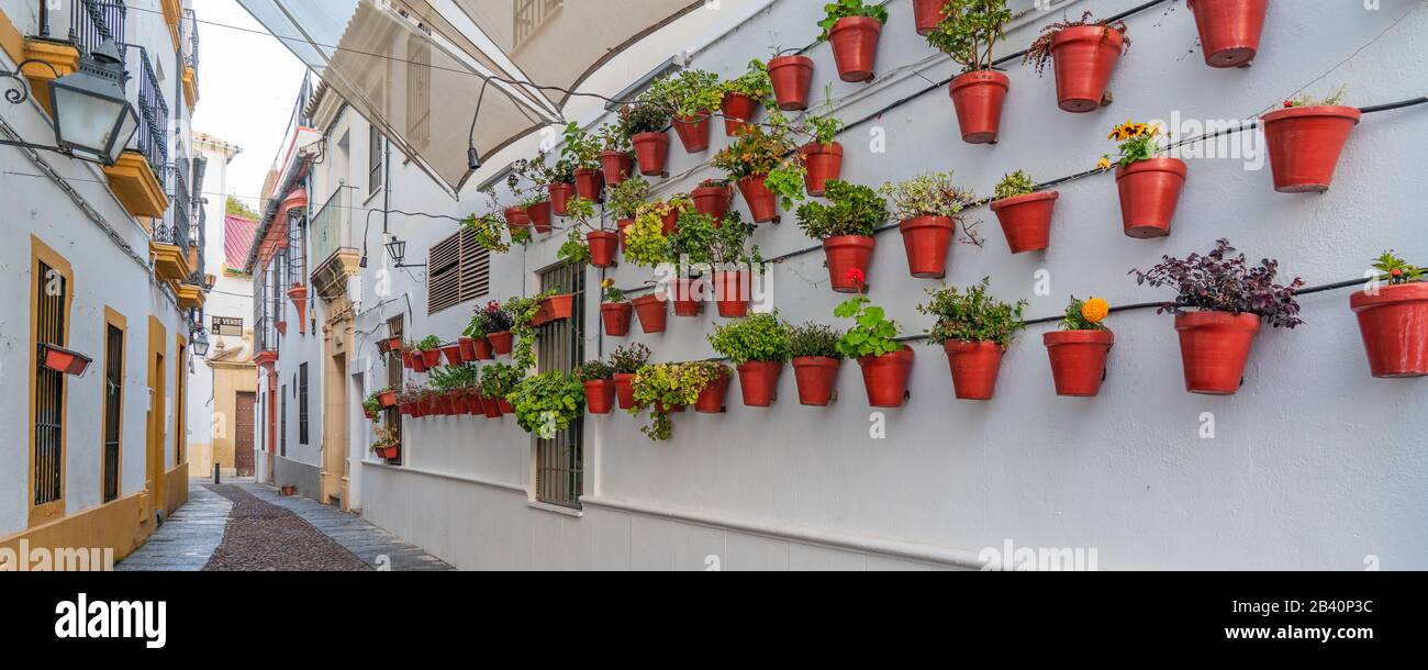 Córdoba, España - 9 de enero de 2020: Flores en maceta de flores en las  paredes blancas, Andalucía Fotografía de stock - Alamy