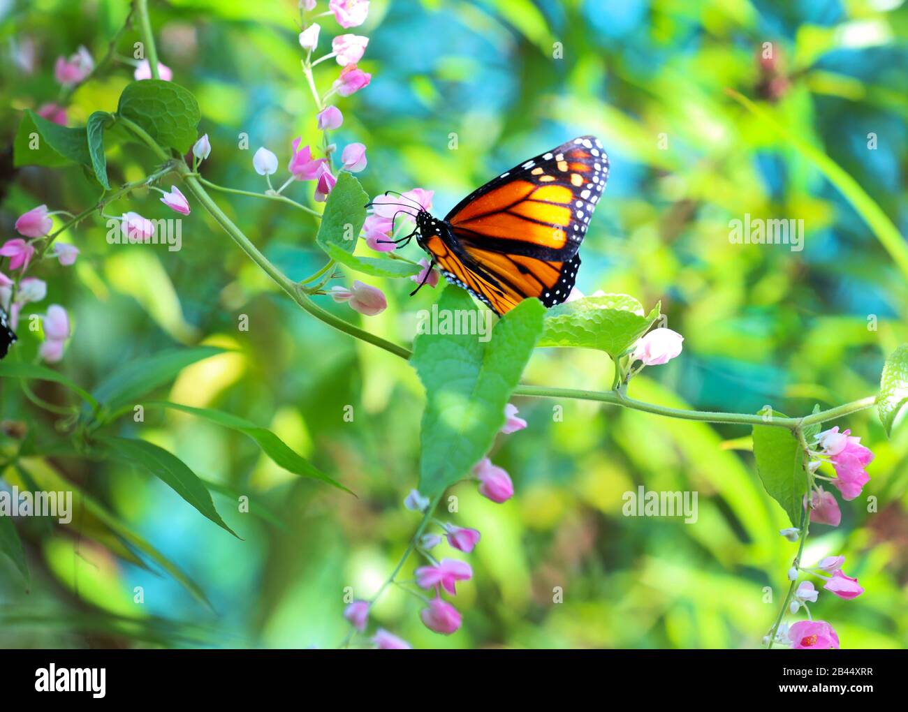 Mariposas en la naturaleza fotografías e imágenes de alta resolución - Alamy