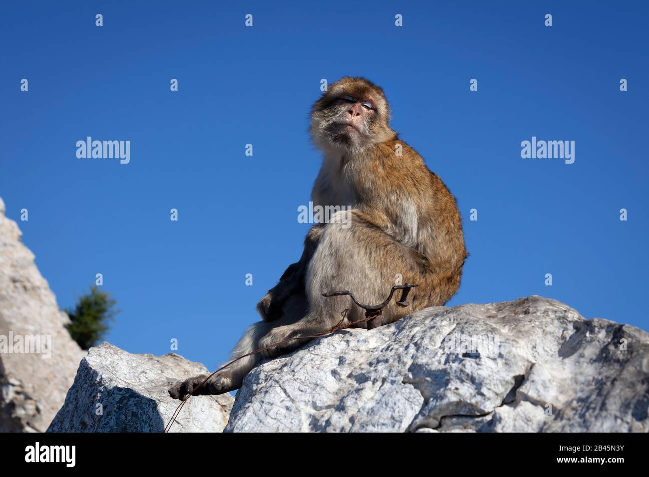 Mono bárbaro de Gibraltar Foto de stock