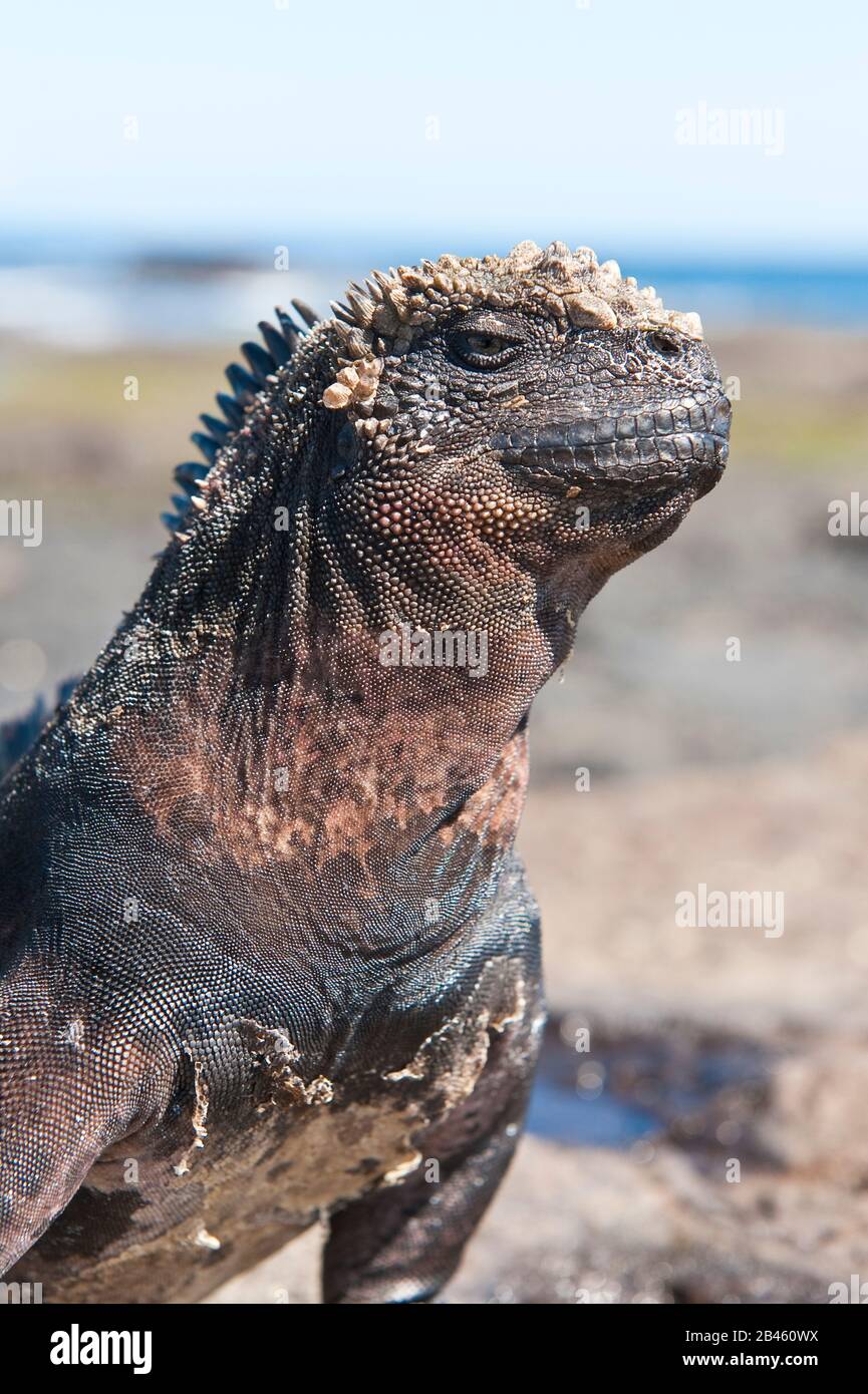 Iguana Marina (Amblyrhynchus Cristatus), Puerto Egas (Bahía James) Isla