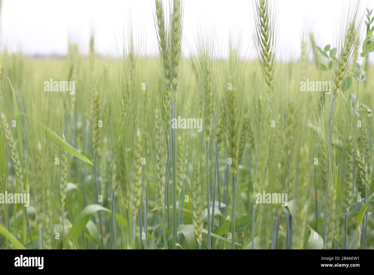 Cultivos De Cereales De Trigo Verde Que Crecen En El Campo Cultivado Foto de stock