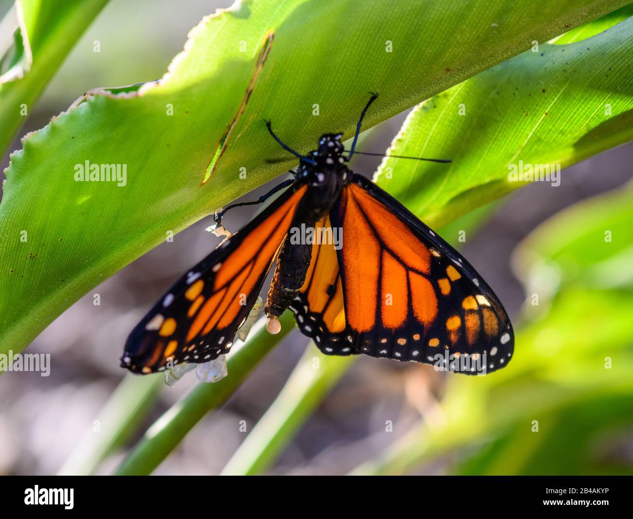 Mariposa monarca recién emergida (Danaus plexippus) de crisálida. Houston, Texas, EE.UU. Foto de stock
