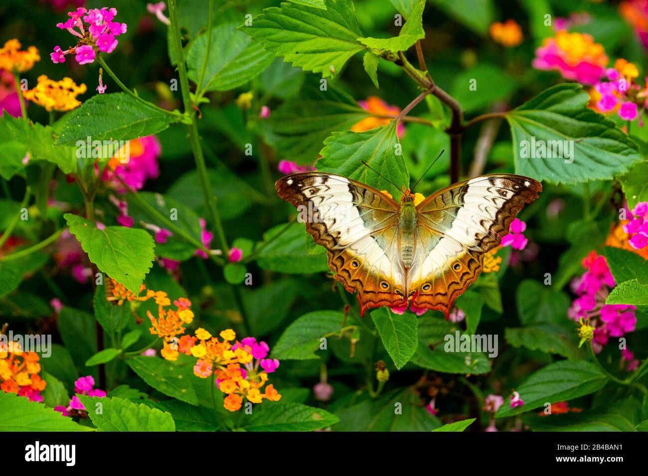 Laos, provincia de Phongsaly, pueblo de Ban Kousnsouk Noi, néctar de mariposa chupar de una flor de lantana Foto de stock