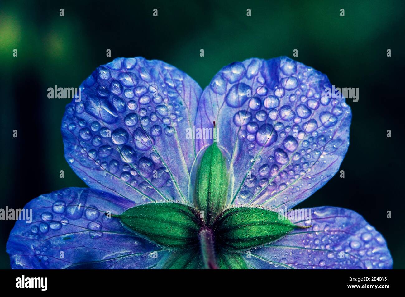 Gotas de agua en una flor azul en el jardín Foto de stock