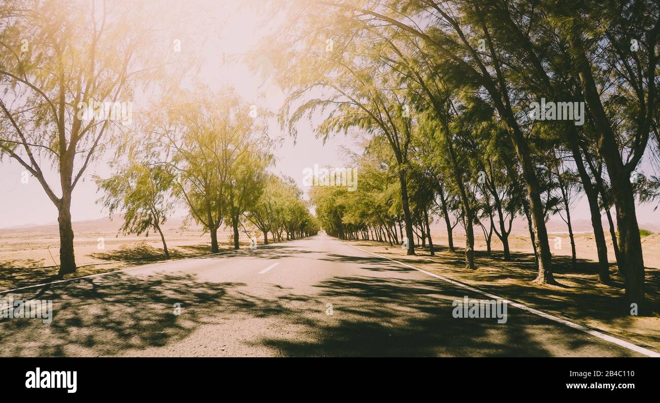 Largo camino de asfalto vieqed terreno con árboles a ambos lados - concepto de viaje infinito en día soleado - libertad y sensación de vacaciones Foto de stock