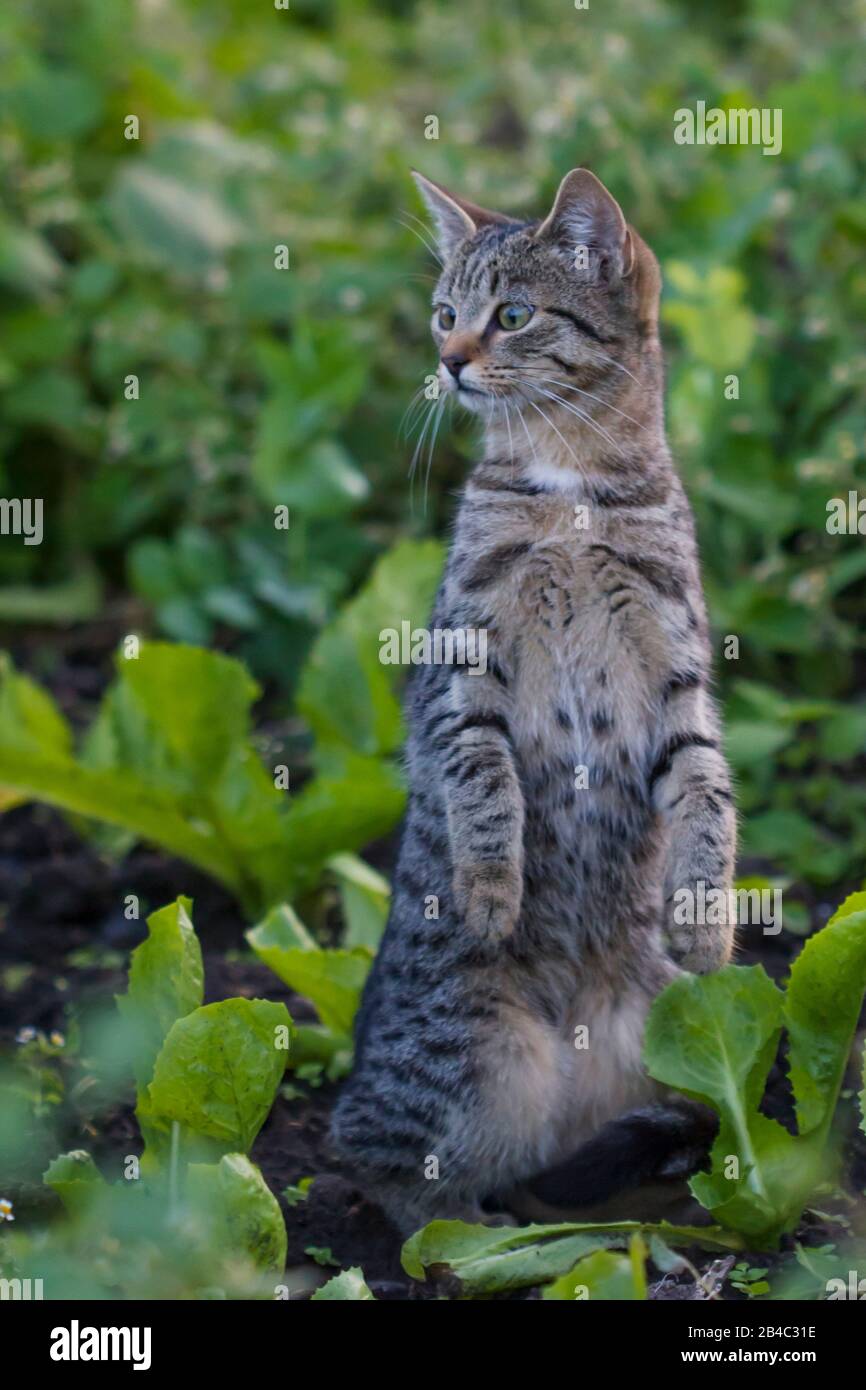 Curioso gato tabby joven de pie dentro del jardín Foto de stock