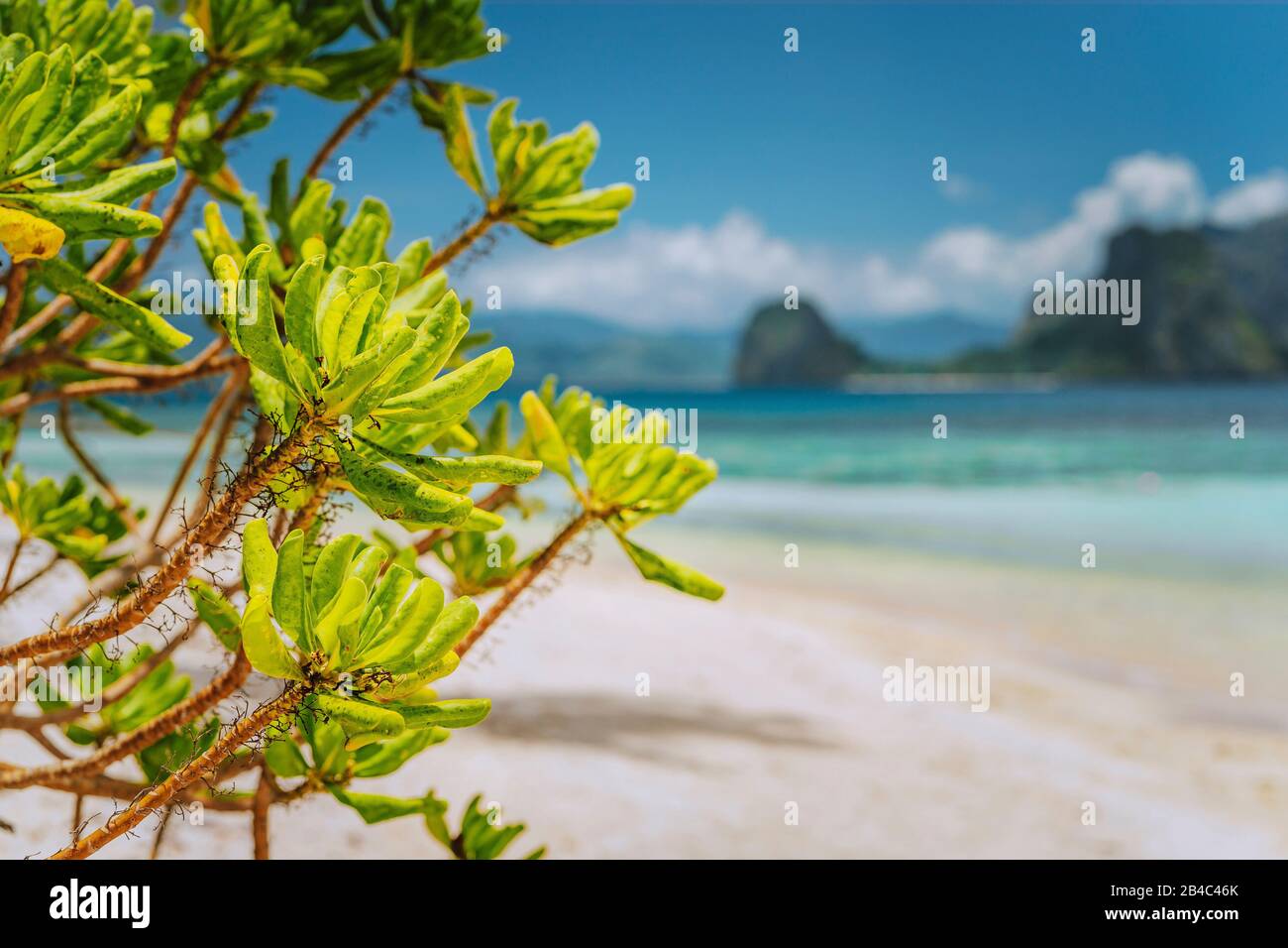Las plantas verdes tropicales de la playa del follaje en las cabañas con la isla borrosa de Malpacao en el fondo. Hermoso paisaje de viajes en el Nido, Palawan, Filipinas. Foto de stock