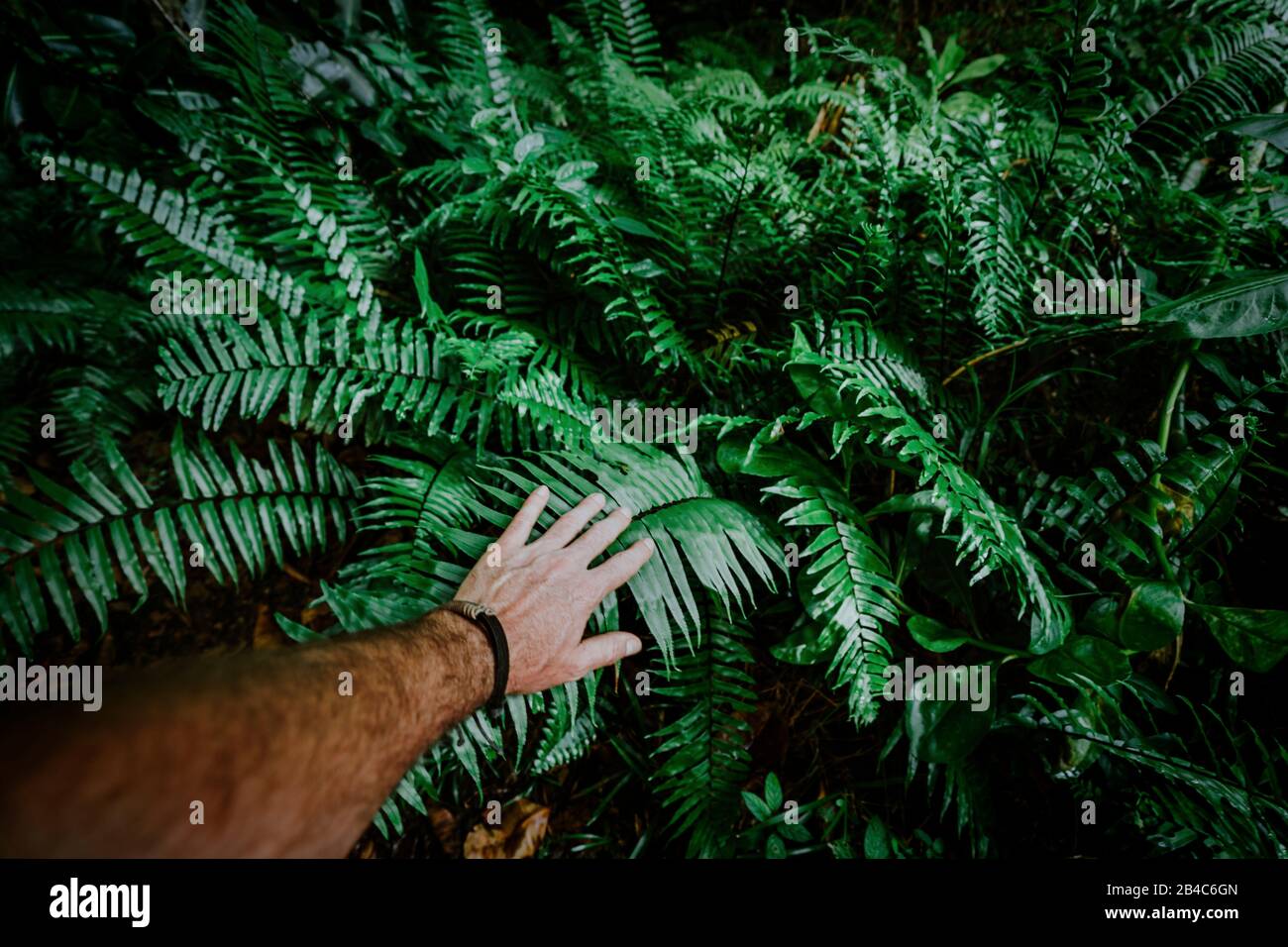 La mano del hombre toca las hojas de helechos verdes. Concepto de aventura, descubrimiento, exploración, ecología y protección ambiental. Foto de stock