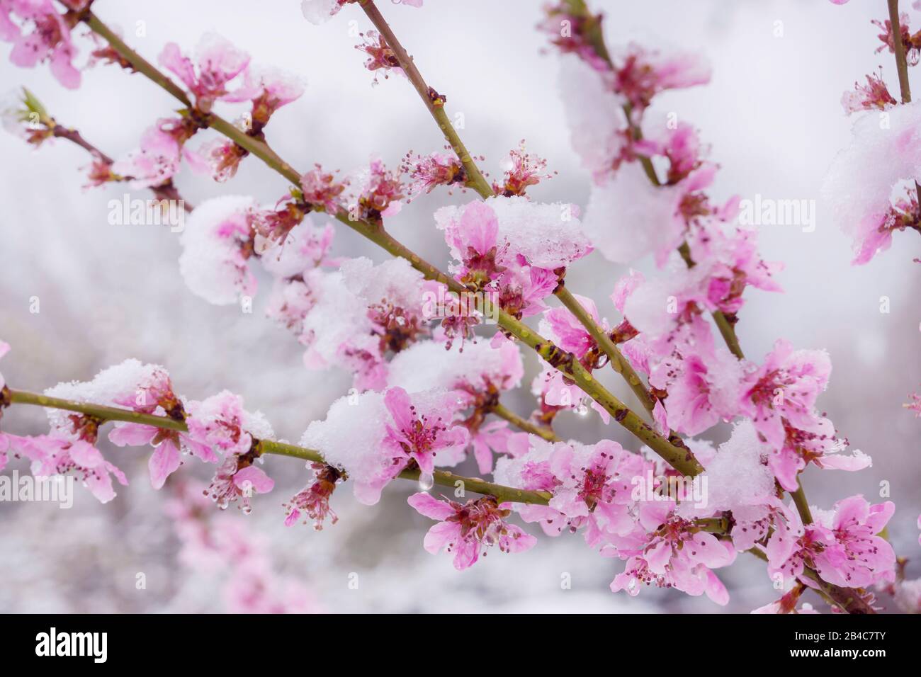 Flores de durazno en las ramas fotografías e imágenes de alta resolución -  Alamy