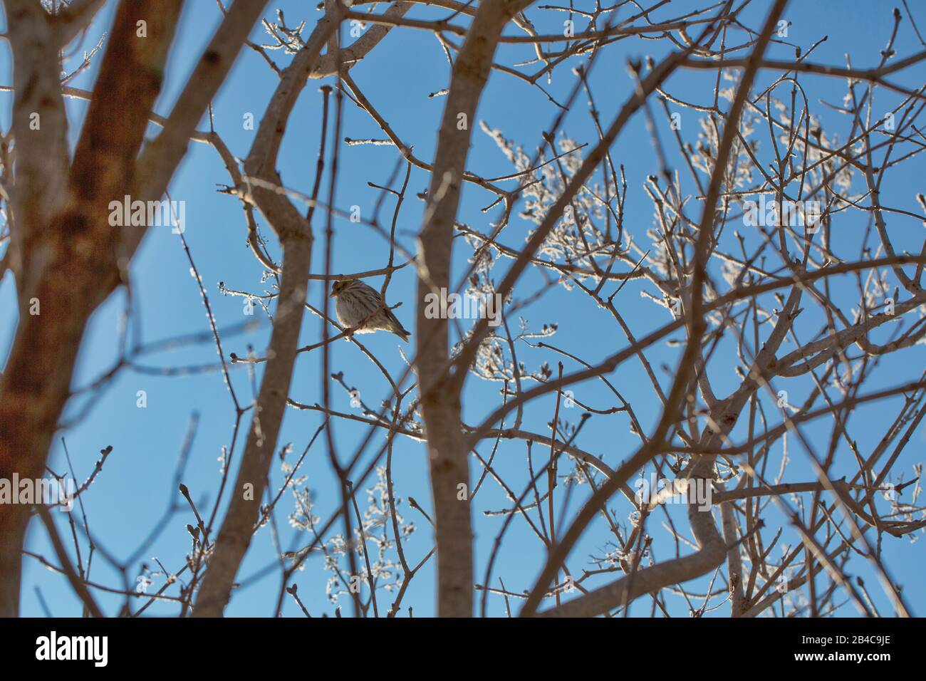 lindo pájaro pequeño en una rama a través de un cielo azul de invierno Foto de stock