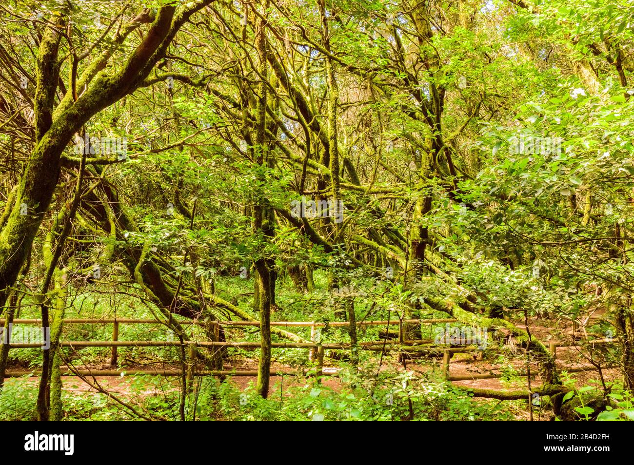 Laurus indica fotografías e imágenes de alta resolución Alamy