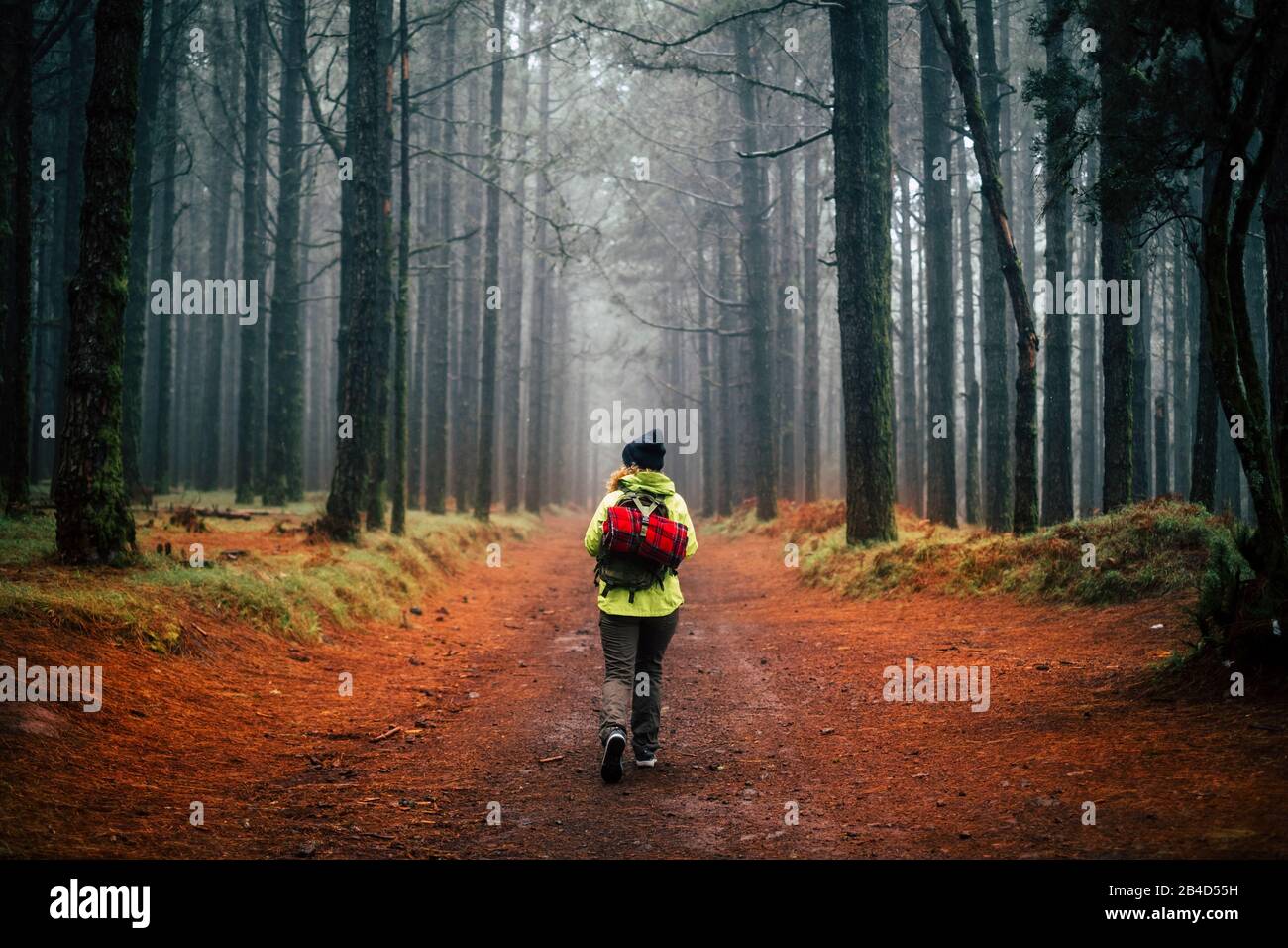 Mujer aventura caminar sola en el medio de un bosque de pinos hgh en la temporada de otoño y la niebla clima sensación - libertad y actividades de ocio al aire libre en el concepto de la gente del parque Foto de stock