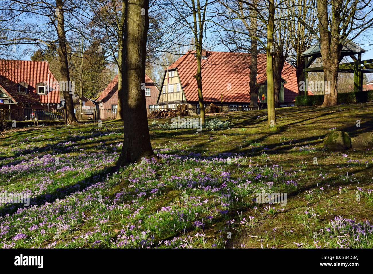 Europa, Alemania, Baja Sajonia, distrito de Harburg, Moisburg, área metropolitana de Hamburgo, vista al molino de agua, primavera, prado con crocuses, Foto de stock