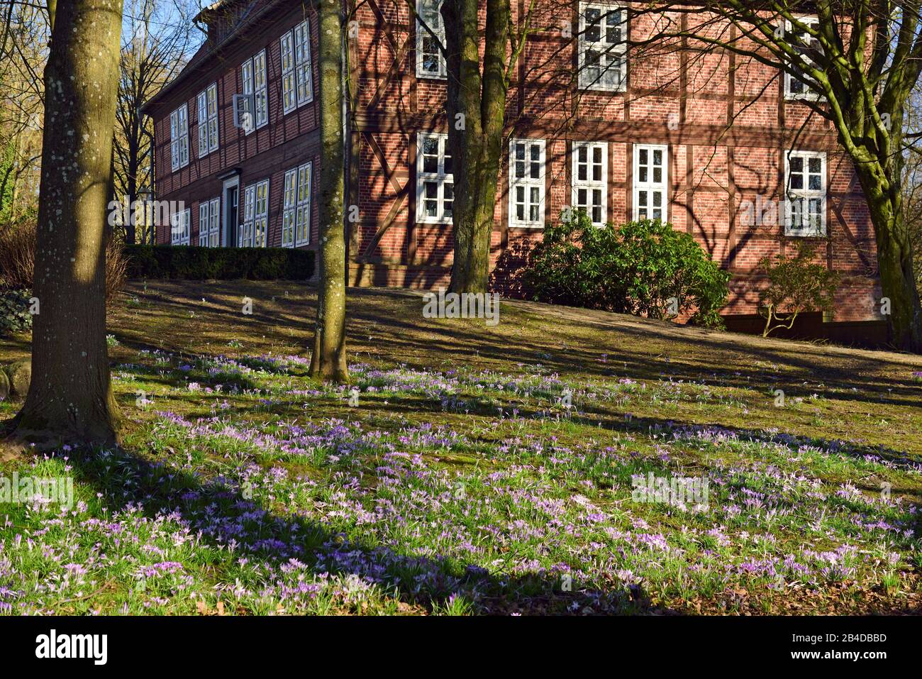 Europa, Alemania, Baja Sajonia, distrito de Harburg, Moisburg, región metropolitana de Hamburgo, Amtshaus an der este, primavera, prado con crocuses, Foto de stock