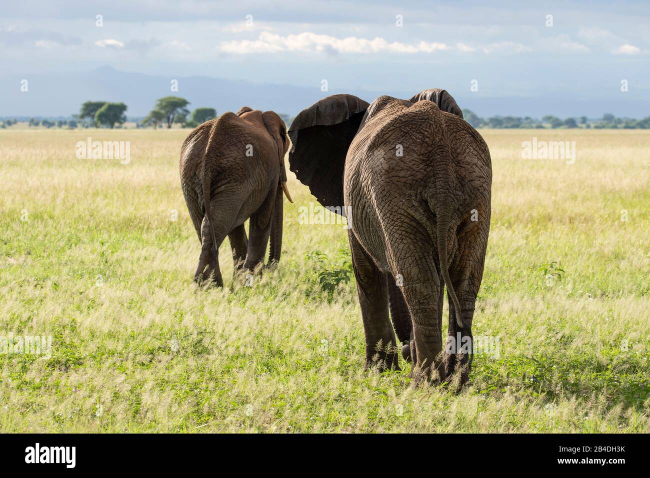 Tanzania, Norte de Tanzania, Parque Nacional Serengeti, Cráter Ngorongoro, Tarangire, Arusha y Lago Manyara, dos elefantes africanos en la sabana, loxodonta africana Foto de stock